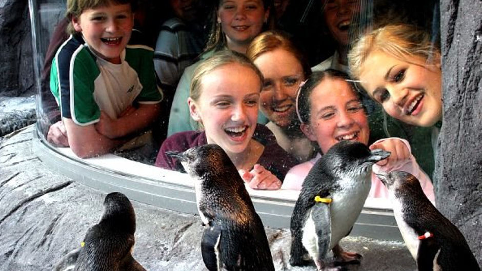 Antarctic Centre Penguins